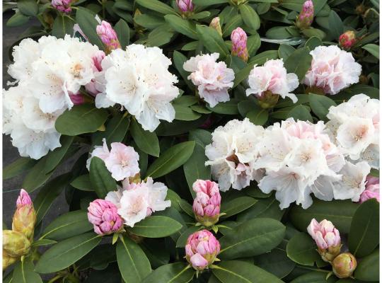 Rhododendron Cunningham's White