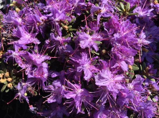 Rhododendron impeditum