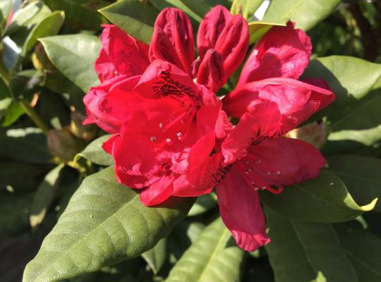 Rhododendron Lord Roberts