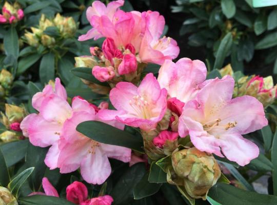 Rhododendron yakushimanum Percy Wiseman