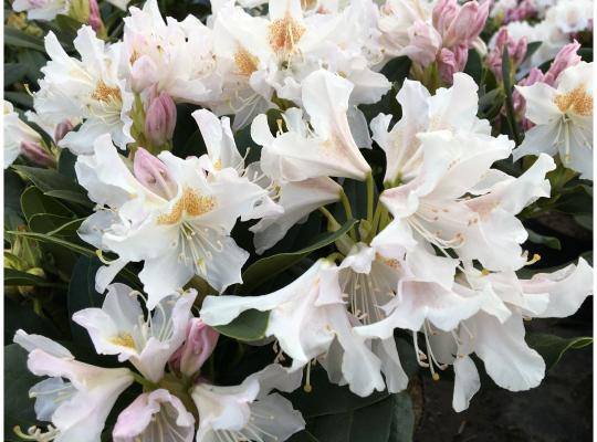 Rhododendron yakushimanum Schneekrone