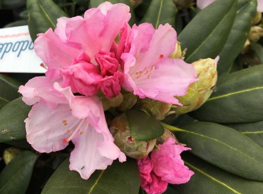 Rhododendron yakushimanum Silberwolke