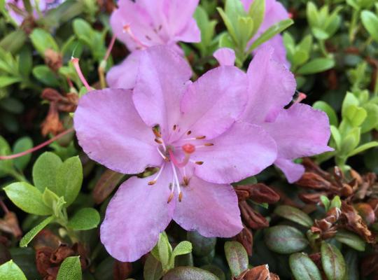 Rhododendron 'Snipe'