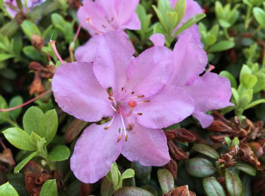 Rhododendron Snipe