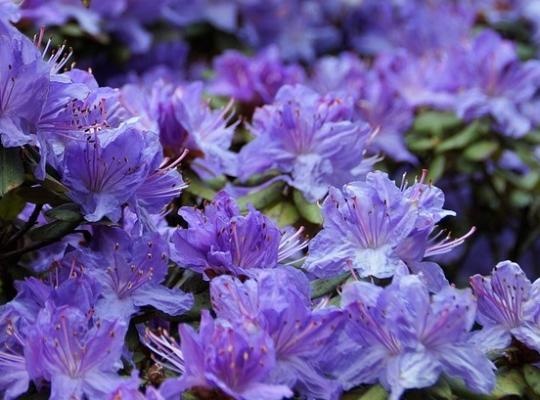 Rhododendron Blue Silver