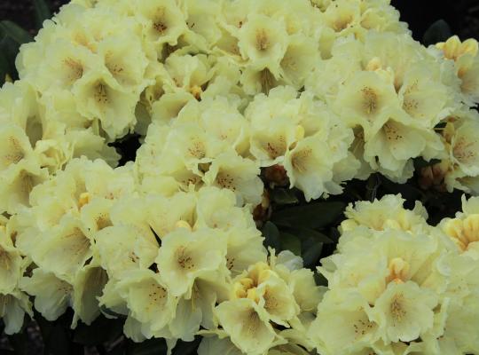 Rhododendron yakushimanum Centennial Gold