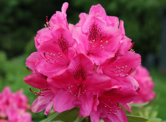 Rhododendron 'Cosmopolitan'
