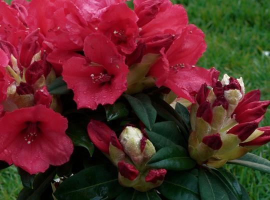 Rhododendron yakushimanum Dopey