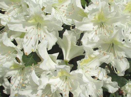 Rhododendron Dora Amateis