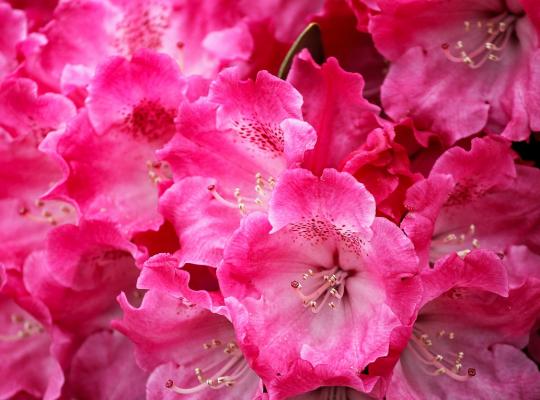 Rhododendron Germania