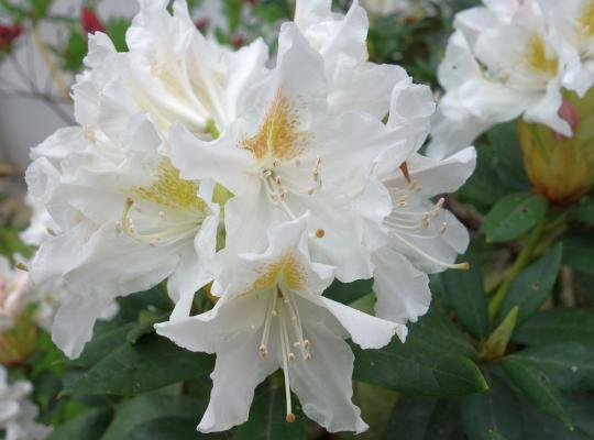 Rhododendron Madame Masson