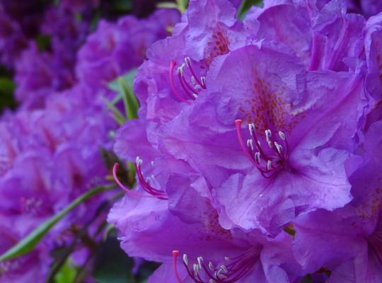 Rhododendron 'Marcel Menard'