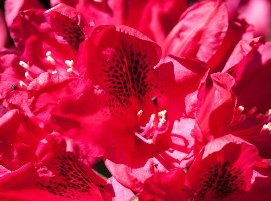 Rhododendron Marie Forte