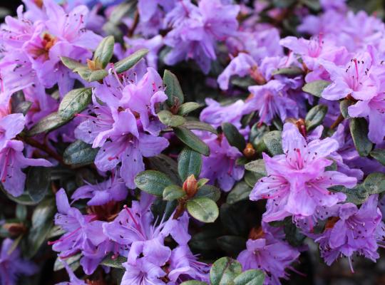 Rhododendron 'Moerheim'