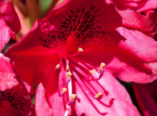 Rhododendron Nova Zembla