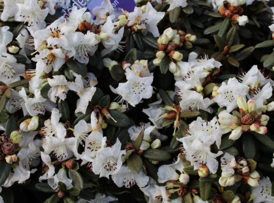 Rhododendron Ptarmigan