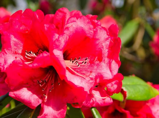 Rhododendron Red Jack