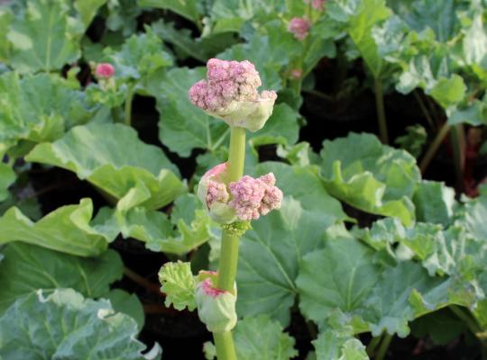 (Rhubarb) Rheum x hybridum Timperley Early