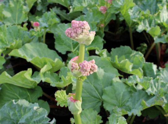 Rheum 'Timperley Early'