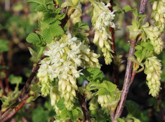 Ribes sanguineum Elkington's White