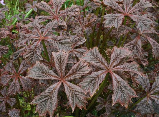 Rodgersia aesculifolia var. henrici Cherry Blush