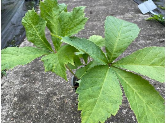 Rodgersia aesculifolia