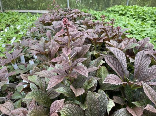 Rodgersia pinnata Bronze Peacock