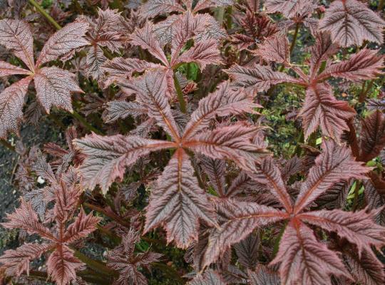 Rodgersia pinnata Chocolate Wing