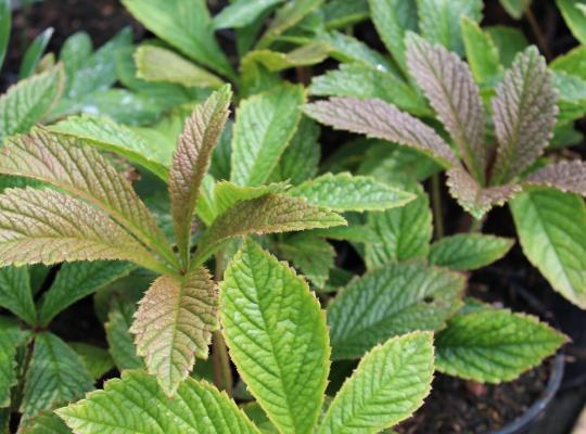 Rodgersia pinnata Elegans