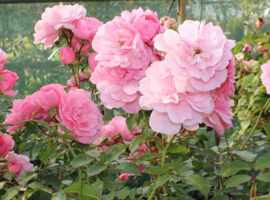 Rosa Bonica