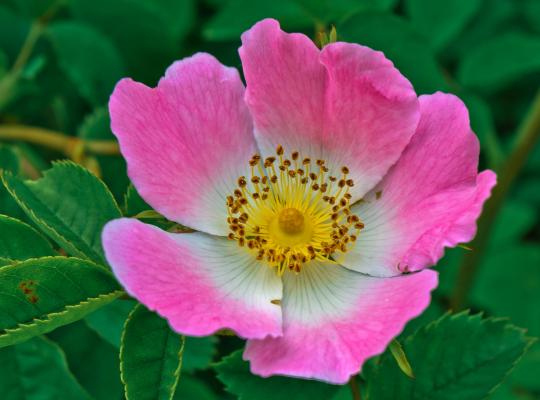 Rosa rubiginosa