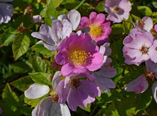 Rosa rugosa