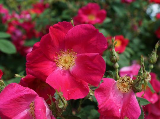Rosa rugosa 'Rubra'