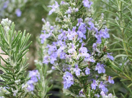 Rosmarinus officinalis 'Roman Beauty'