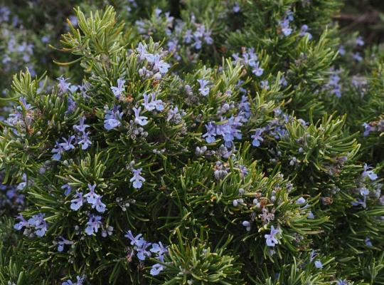 Rosmarinus officinalis