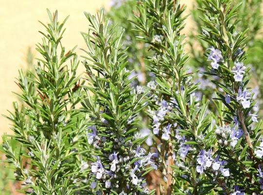 Rosmarinus officinalis Perigord