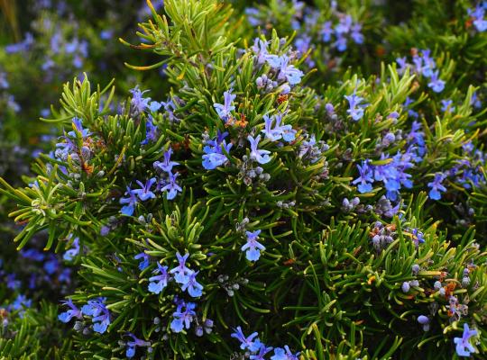 Rosmarinus officinalis Riviera