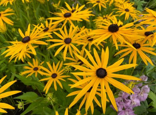 Rudbeckia fulgida Forever Gold