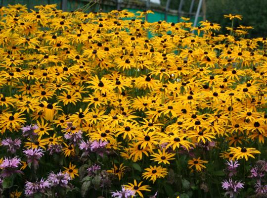 Rudbeckia fulgida var. deamii Goldsturm