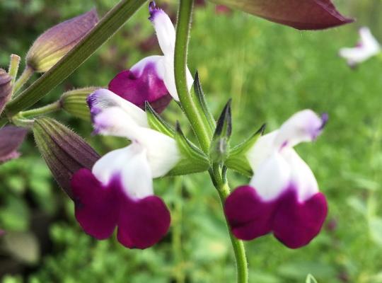 Salvia gr 'Amethyst Lips'