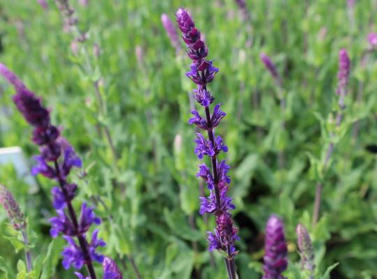 Salvia nemorosa Amethyst