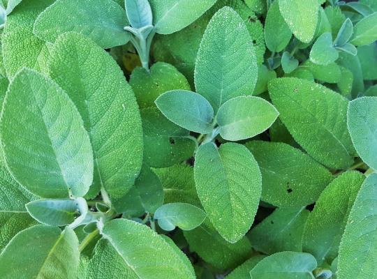 Salvia officinalis Berggarten