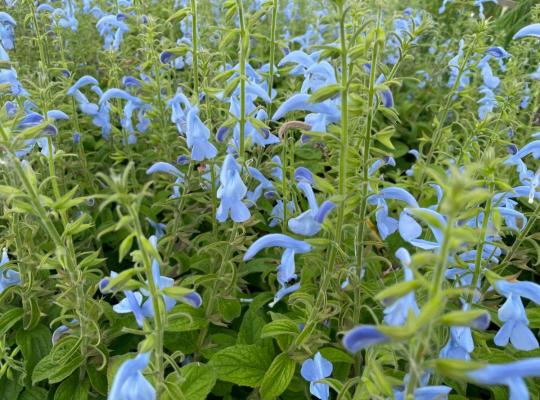 Salvia patens Beyond Blue