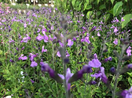 Salvia Blue Merced