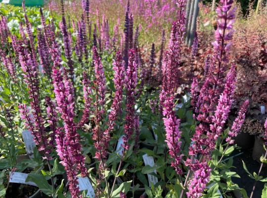 Salvia nemorosa 'Caradonna Pink'