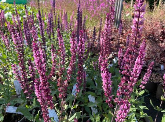 Salvia nemorosa Caradonna Pink Inspiration