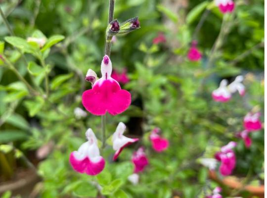 Salvia Cherry Lips