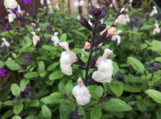 Salvia greggii Cool Cream