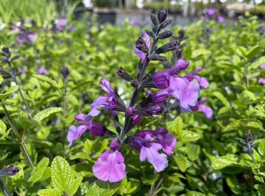 Salvia greggii Cool Violet