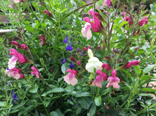 Salvia Crazy Dolls